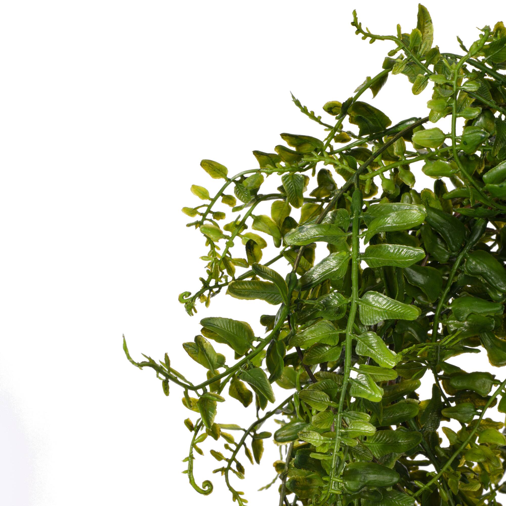 2.5ft. Green Buckler Fern Vine